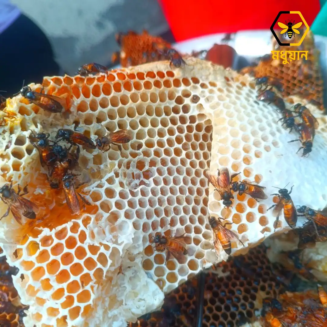 প্রাকৃতিক মধু/Natural Honey 1kg - Image 2
